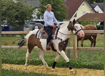 Paint Horse Mix, Wallach, 5 Jahre, 155 cm, Schecke