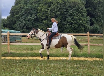 Paint Horse Mix, Wallach, 5 Jahre, 155 cm, Schecke