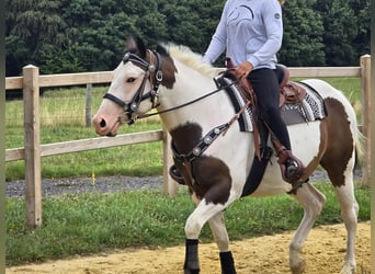 Paint Horse Mix, Wallach, 5 Jahre, 155 cm, Schecke