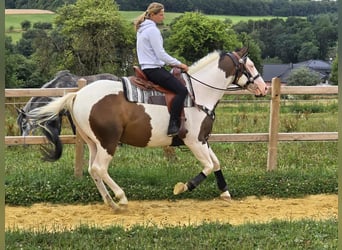 Paint Horse Mix, Wallach, 5 Jahre, 155 cm, Schecke