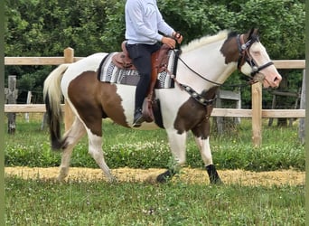 Paint Horse Mix, Wallach, 5 Jahre, 155 cm, Schecke