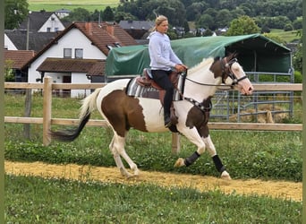 Paint Horse Mix, Wallach, 5 Jahre, 155 cm, Schecke