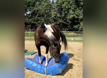 Paint Horse, Wallach, 5 Jahre, 155 cm, Tobiano-alle-Farben