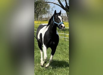 Paint Horse, Wallach, 5 Jahre, 156 cm, Tobiano-alle-Farben