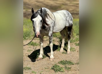 Paint Horse, Wallach, 5 Jahre, 157 cm, Schimmel