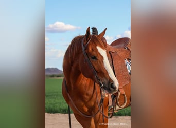 Paint Horse, Wallach, 5 Jahre, 157 cm