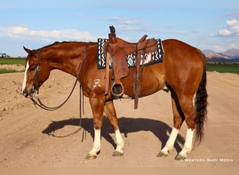 Paint Horse, Wallach, 5 Jahre, 157 cm