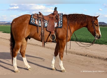 Paint Horse, Wallach, 5 Jahre, 157 cm