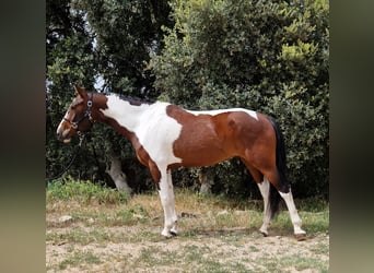 Paint Horse Mix, Wallach, 5 Jahre, 165 cm, Schecke