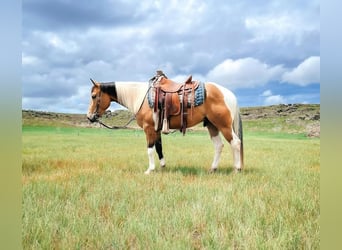 Paint Horse, Wallach, 5 Jahre, Buckskin