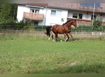 Paint Horse, Wallach, 6 Jahre, 147 cm, Overo-alle-Farben