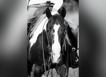 Paint Horse, Wallach, 6 Jahre, 147 cm, Rotfuchs