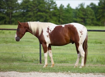Paint Horse, Wallach, 6 Jahre, 147 cm, Rotfuchs