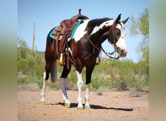 Paint Horse, Wallach, 6 Jahre, 147 cm, Schecke