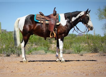 Paint Horse, Wallach, 6 Jahre, 147 cm, Schecke