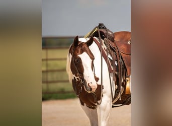 Paint Horse, Wallach, 6 Jahre, 147 cm
