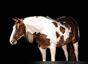 Paint Horse, Wallach, 6 Jahre, 147 cm