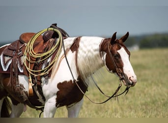 Paint Horse, Wallach, 6 Jahre, 147 cm