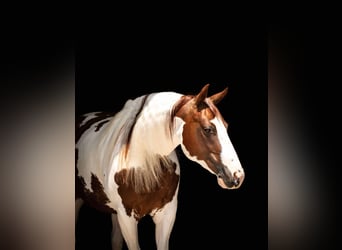 Paint Horse, Wallach, 6 Jahre, 147 cm