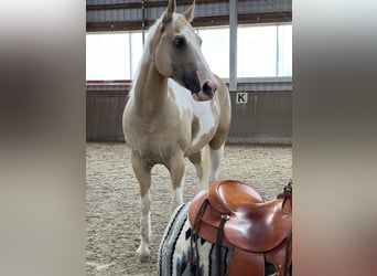 Paint Horse, Wallach, 6 Jahre, 149 cm, Dunalino
