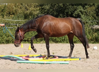 Paint Horse, Wallach, 6 Jahre, 150 cm, Brauner