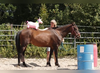 Paint Horse, Wallach, 6 Jahre, 150 cm, Brauner