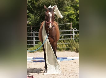 Paint Horse, Wallach, 6 Jahre, 150 cm, Brauner