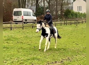 Paint Horse, Wallach, 6 Jahre, 150 cm, Overo-alle-Farben