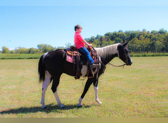 Paint Horse, Wallach, 6 Jahre, 150 cm, Rappe