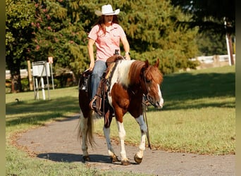 Paint Horse, Wallach, 6 Jahre, 150 cm, Tobiano-alle-Farben