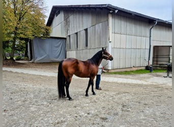 Paint Horse, Wallach, 6 Jahre, 152 cm, Brauner