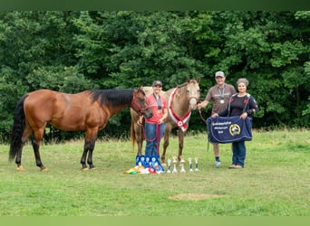 Paint Horse, Wallach, 6 Jahre, 152 cm, Brauner