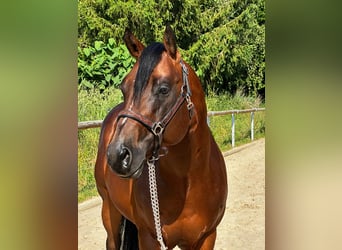 Paint Horse, Wallach, 6 Jahre, 152 cm, Brauner