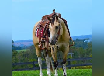 Paint Horse, Wallach, 6 Jahre, 152 cm, Buckskin