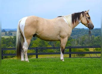 Paint Horse, Wallach, 6 Jahre, 152 cm, Buckskin