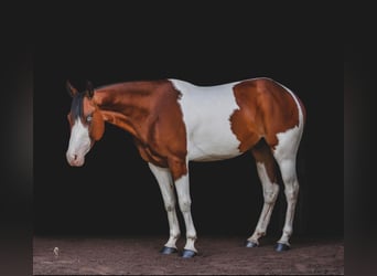 Paint Horse, Wallach, 6 Jahre, 152 cm, Dunkelfuchs