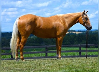 Paint Horse, Wallach, 6 Jahre, 152 cm, Palomino