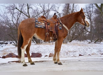 Paint Horse, Wallach, 6 Jahre, 152 cm, Roan-Red