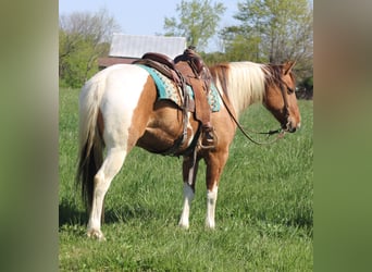 Paint Horse, Wallach, 6 Jahre, 152 cm, Schecke