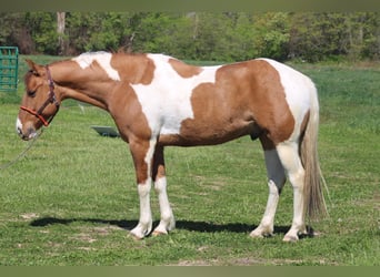 Paint Horse, Wallach, 6 Jahre, 152 cm, Schecke