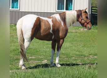 Paint Horse, Wallach, 6 Jahre, 152 cm, Schecke