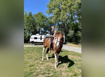 Paint Horse, Wallach, 6 Jahre, 152 cm, Tobiano-alle-Farben