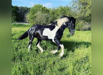 Paint Horse Mix, Wallach, 6 Jahre, 153 cm, Tobiano-alle-Farben