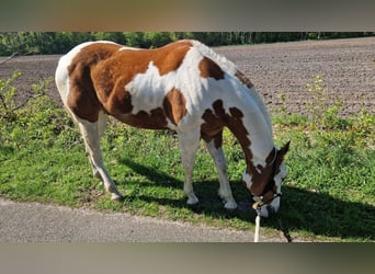 Paint Horse, Wallach, 6 Jahre, 153 cm, Tovero-alle-Farben