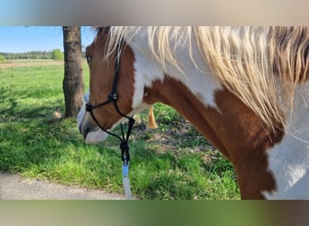 Paint Horse, Wallach, 6 Jahre, 153 cm, Tovero-alle-Farben