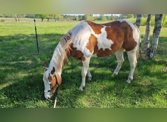 Paint Horse, Wallach, 6 Jahre, 153 cm, Tovero-alle-Farben