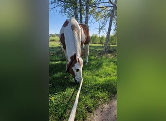 Paint Horse, Wallach, 6 Jahre, 153 cm, Tovero-alle-Farben