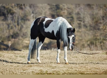 Paint Horse, Wallach, 6 Jahre, 154 cm