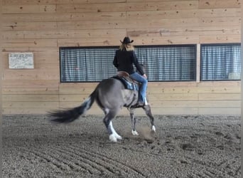 Paint Horse, Wallach, 6 Jahre, 155 cm, Grullo