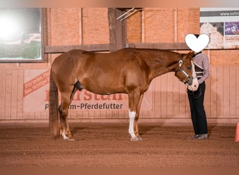 Paint Horse, Wallach, 6 Jahre, 155 cm, Overo-alle-Farben